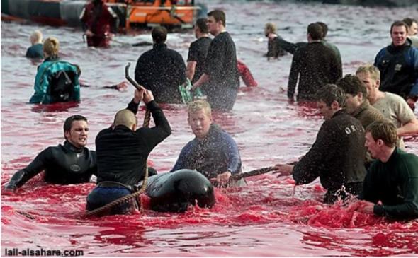В дании море стало красным от убийств дельфинов