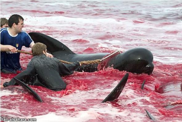 В дании море стало красным от убийств дельфинов