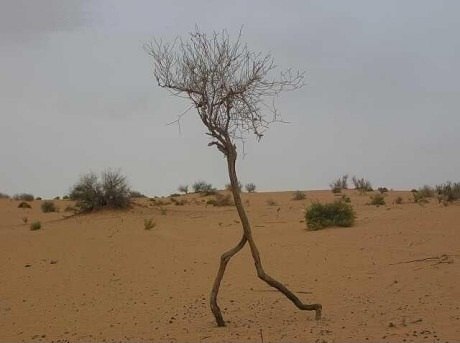 Дерево сбегает из пустыни