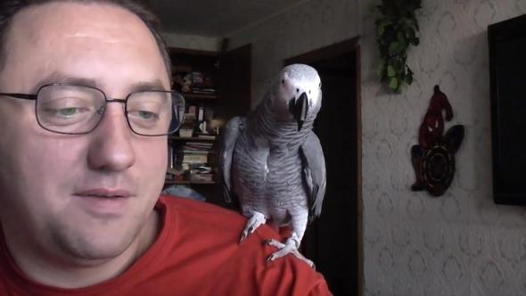 Гриша - говорящий и понимающий попугай