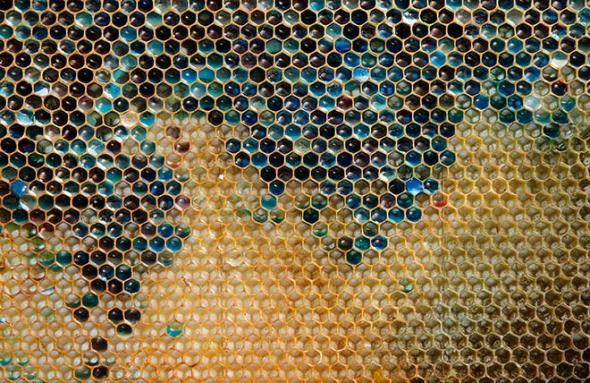 Во франции пчёлы дали цветной мёд