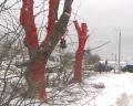 В Первоуральске покрасили деревья в красный цвет